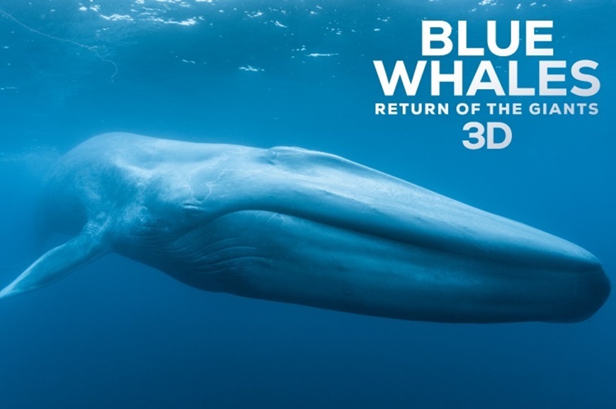 Picture of Blue Whales 3D en Español (Requires Museum Admission)