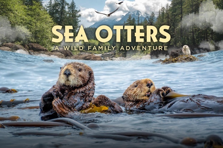 Picture of Sea Otters 2D